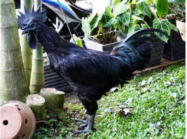 Kumpulan Gambar  Ayam  Cemani  GambarBinatang Com