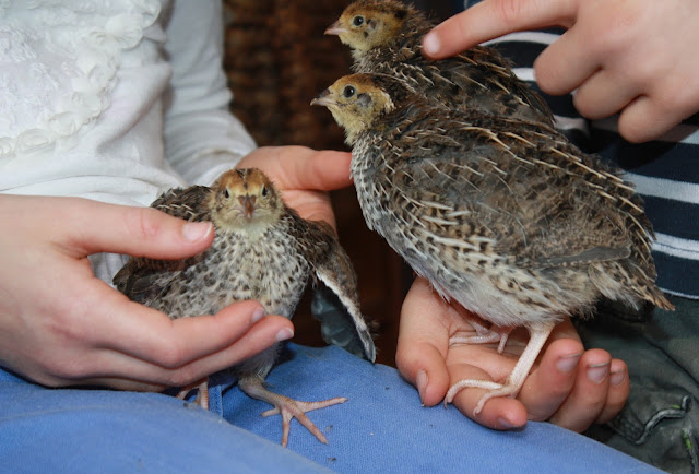 young japanese quail