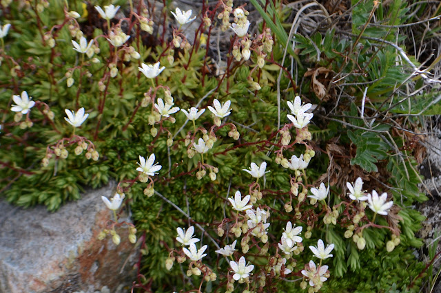 flowers of white from a mossy looking base