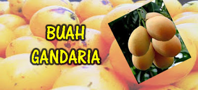 Menanam Pohon Buah Gandaria, Baca Cara Ini