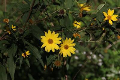 Helianthus occidentalis (Few-leaf Sunflower)