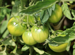 Lots of tomatoes are growing