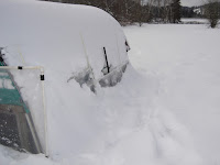 Looking west on North side of chicken coop