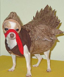 Dog Dressed like Turkey Photo