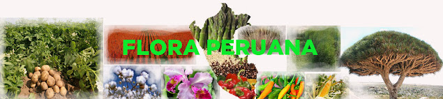 Flora peruana