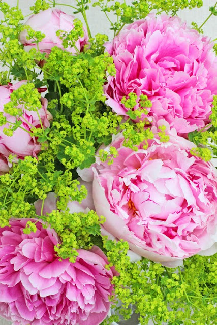 Pink Peonies, Alchemilla mollis