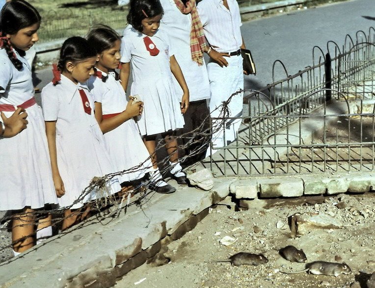 School Girls Feeding the Rats at Curzon Park