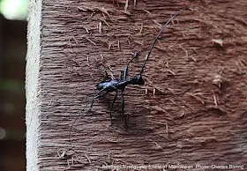 Insect in Manokwari forest