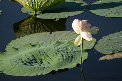 Nelumbo nucifera Floare de Lotus flower Lotosblume fiorediloto