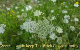 Countryside photo of very fine cow parsley flowers blowing amid grass 