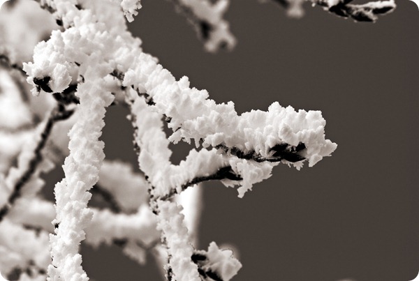 Frosty Day 2