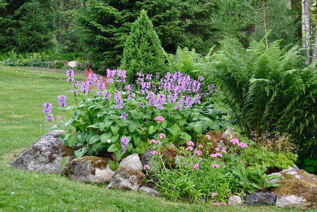 Stachys macrantha; Dianthus barbatus