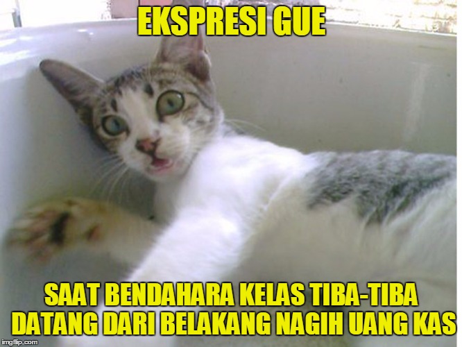 13 Meme 'Kucing' Ini Lucu Banget Bikin Gemes Campur Ngakak 