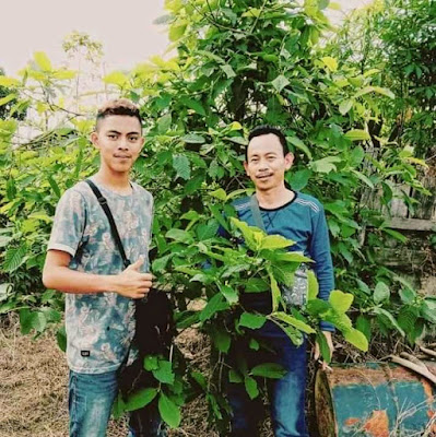 Berharap Regulasi dan Tata Niaga Kratom Bersahabat