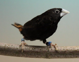 burung bondol hitam atau di sebut Burung emprit hitam black