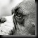 clip_image019