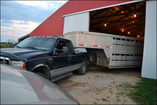 calves in trailer