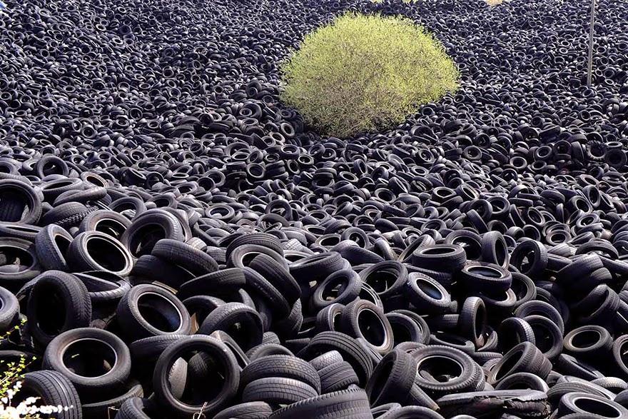 In an endless dump of old tires, life still finds a way to pop through the surface. - Life Finds A Way. 25 Plants That Just Won't Give Up