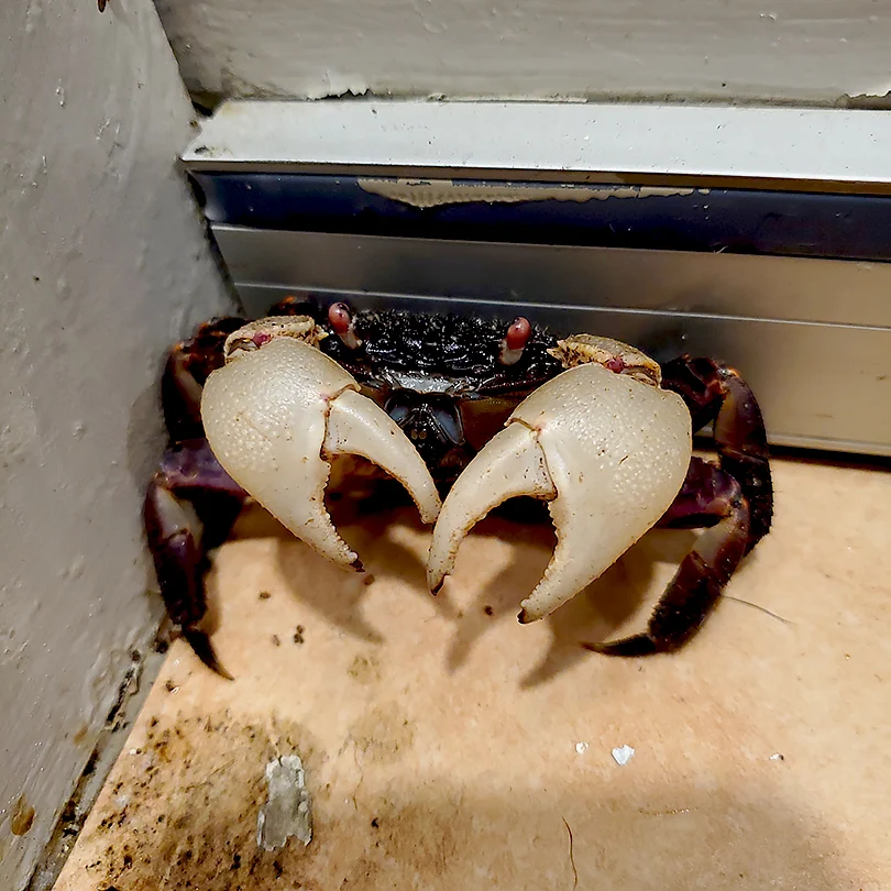 A crab sheltering in a door way