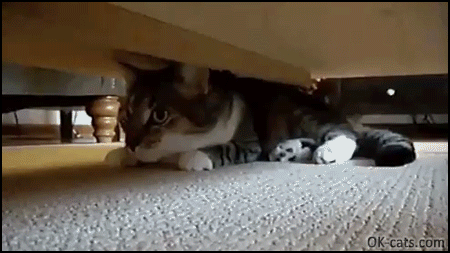 Funny Cat GIF • 2 cats playing a weird hide and seek under the bed  ”Are you there Carl?” [ok-cats.com]