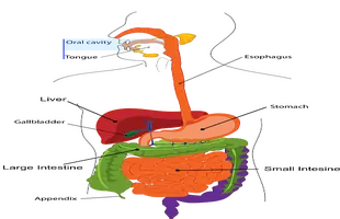 Digestive System questions