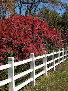 Shrubby sumacs blaze with red in autumn