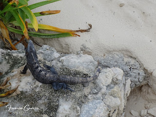 iguana en playa de cancun