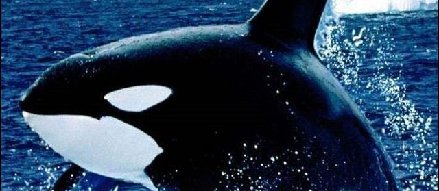  Gambar  Ikan  Paus  Terbesar Hitam Putih dari Jenis Orca 
