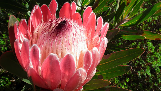 Protea