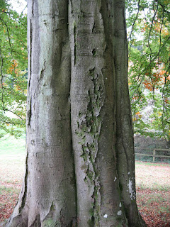 Tree bark