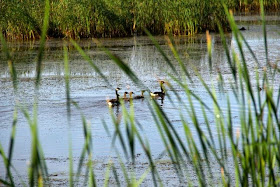 younger goslings escorted by their parents