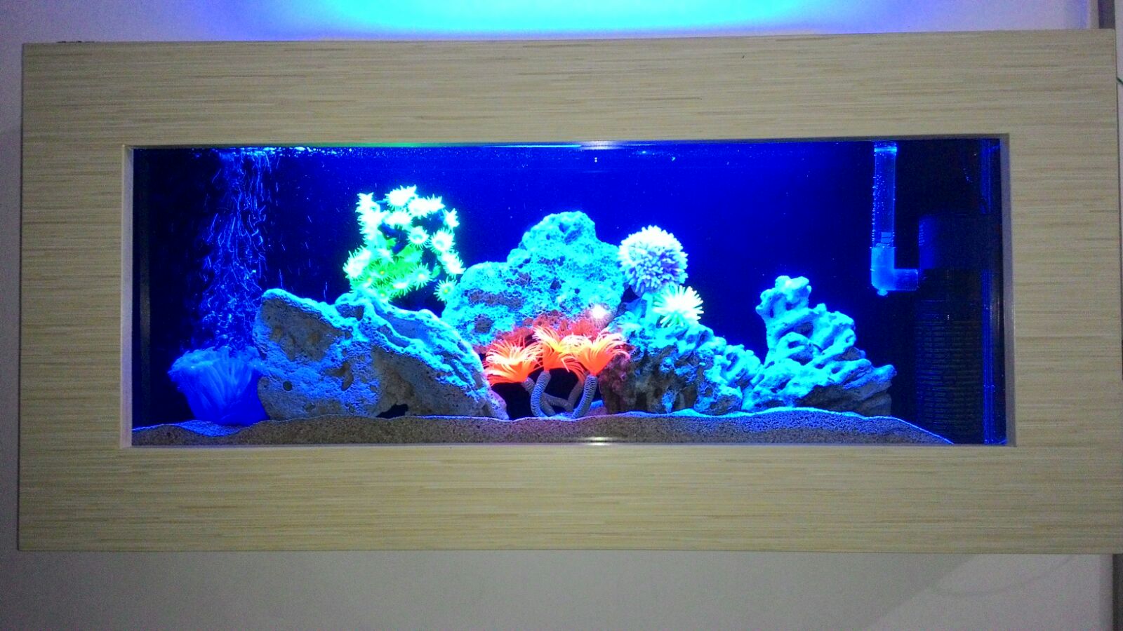  Aquarium  solo Aquarium  Dinding 