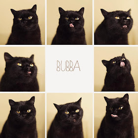 Funny cats - part 103 (40 pics + 10 gifs), cat photos, funny cat pictures, cute cat