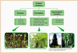 Pengertian, Ciri Ciri dan Klasifikasi Kingdom Plantae (Tumbuhan) Dalam Ilmu Biologi