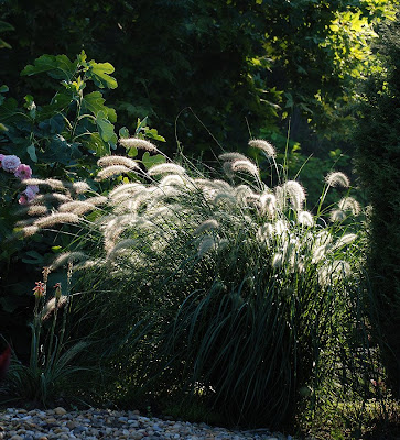 Pennisetum alopecuroides 'Hameln'