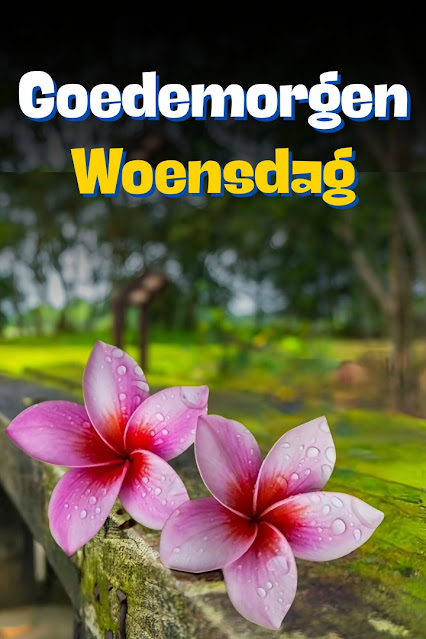 Goedemorgen Woensdag