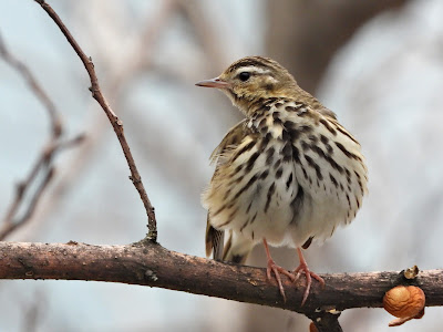 Olive-backed Pipit at Xiang River