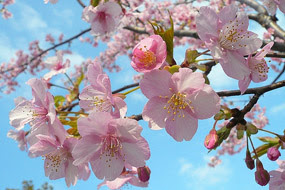 Cherry Blossoms