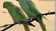Yellow Ringneck Parrot Price In India : 25 Different Types Of Green Parrots With Pictures - The expense of an indian ringneck parrot will typically depend upon the age, gender, the breeder offering it for sale, its species, colors, its general health, and the geographical area where you buy it from.