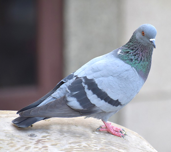 training a homing pigeon, training homing pigeons, how to train a homing pigeon, how to train homing pigeons