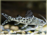 Pictus Catfish Pictures