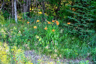 daylilies in bloom