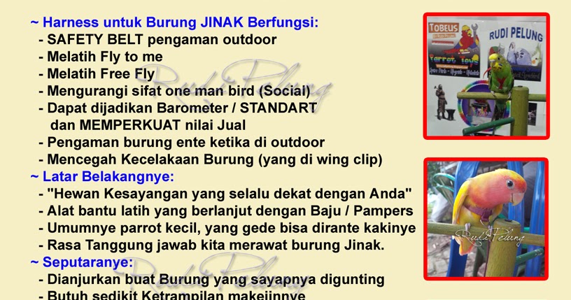 Toys / Mainan Burung paruh bengkok: ALAT BANTU LATIH