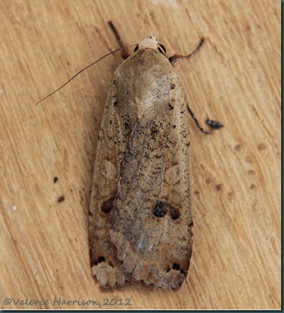 Large-Yellow-Underwing-1