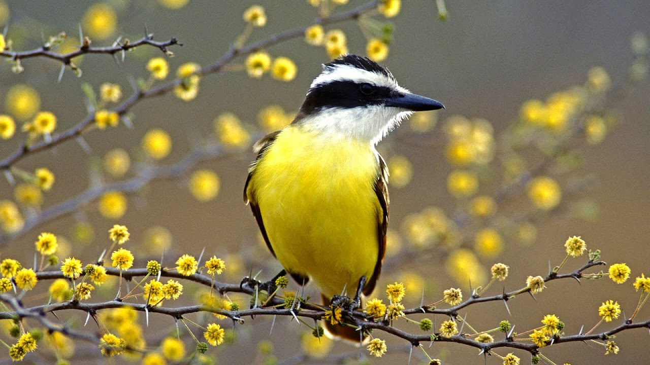 Yellow Birds In Texas
