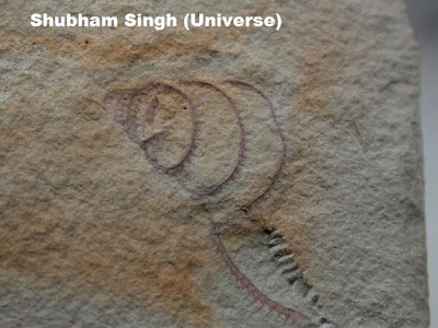 Fossil Graptolite(Monograptus Convolutus)- Shubham Singh (Universe)