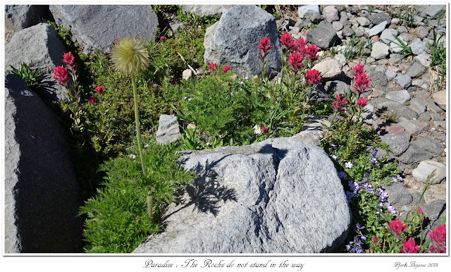 Paradise: The Rocks do not stand in the way