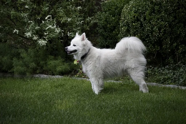 Chó Eskimo Mỹ
