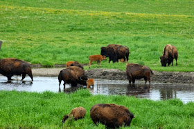 buffalo herd with Spring calves