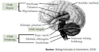 macam-macam bagian otak